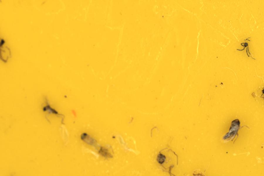 Image 35